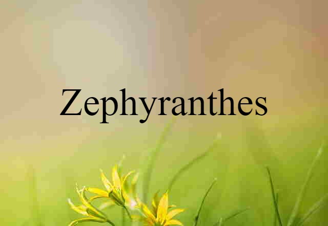 zephyranthes