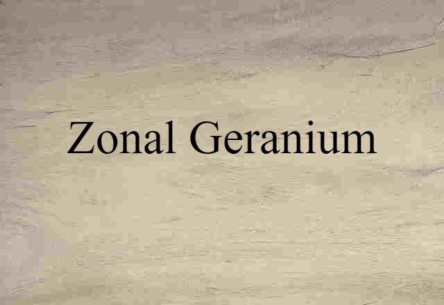 zonal geranium