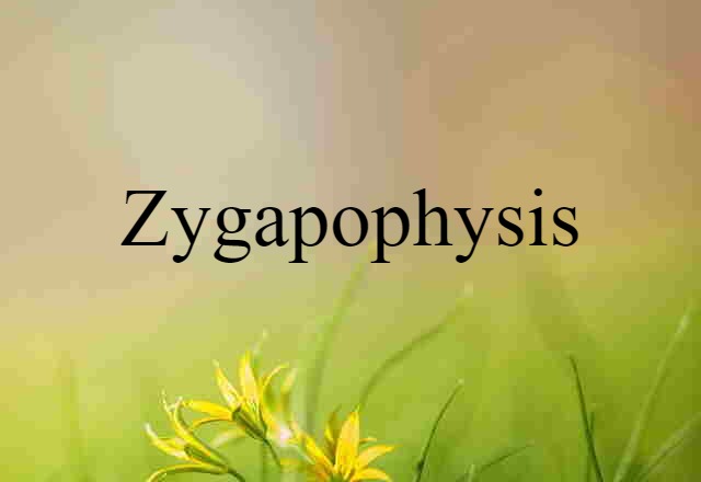 zygapophysis