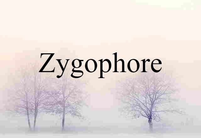 zygophore