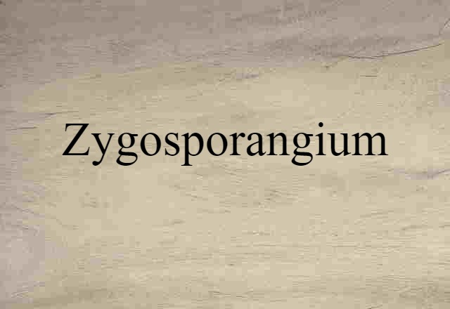 Zygosporangium (noun) Definition, Meaning & Examples