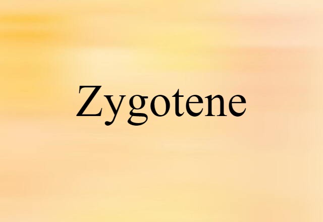 Zygotene (noun) Definition, Meaning & Examples